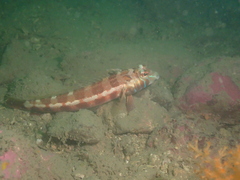 Parapercis maculata