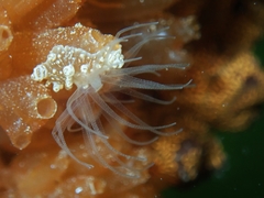 Bunodeopsis globulifera