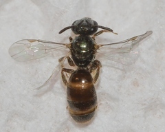 Lasioglossum illinoense