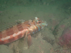 Parapercis maculata