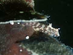 Lupinoblennius vinctus