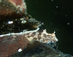 Lupinoblennius vinctus