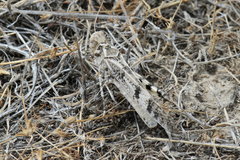 Dissosteira spurcata