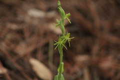Habenaria ibarrae