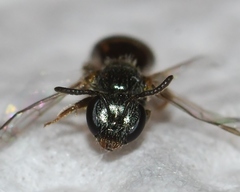 Lasioglossum illinoense