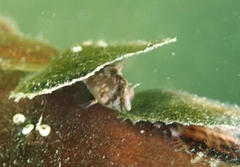 Lupinoblennius vinctus