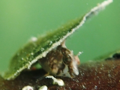 Lupinoblennius vinctus