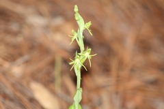 Habenaria ibarrae