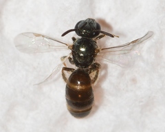 Lasioglossum illinoense