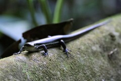 Copeoglossum nigropunctatum