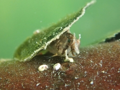 Lupinoblennius vinctus