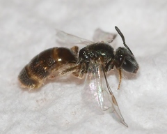 Lasioglossum illinoense