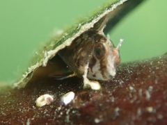 Lupinoblennius vinctus