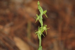 Habenaria ibarrae
