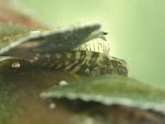 Lupinoblennius vinctus