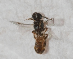 Lasioglossum illinoense