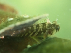 Lupinoblennius vinctus