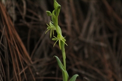 Habenaria ibarrae