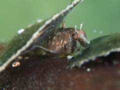 Lupinoblennius vinctus