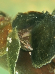 Lupinoblennius vinctus