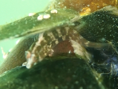 Lupinoblennius vinctus