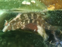 Lupinoblennius vinctus