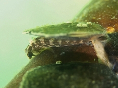 Lupinoblennius vinctus