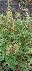 Acalypha monostachya