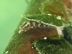 Lupinoblennius vinctus