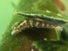 Lupinoblennius vinctus