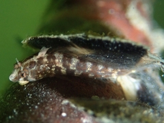 Lupinoblennius vinctus