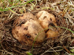 Scleroderma septentrionale