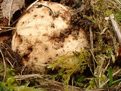 Scleroderma septentrionale