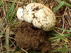 Scleroderma septentrionale