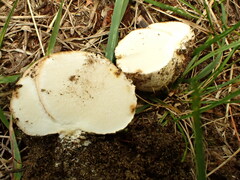 Scleroderma septentrionale