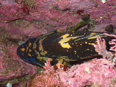 Sebastes chrysomelas