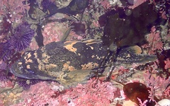 Sebastes chrysomelas