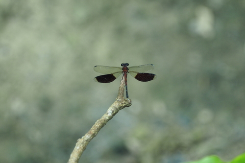 Formosan Damselfly photo 4