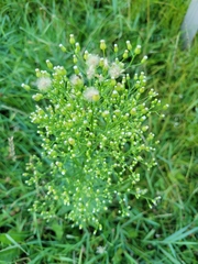 Erigeron canadensis