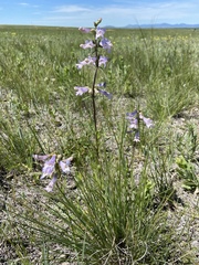 Penstemon gracilis