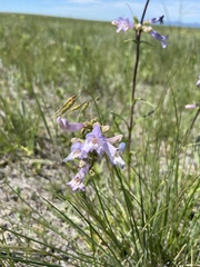 Penstemon gracilis