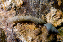 Flabelligera bicolor