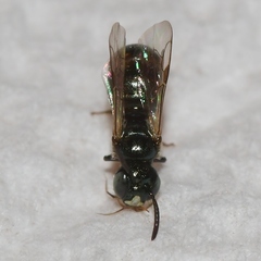 Ceratina strenua