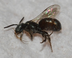 Ceratina strenua