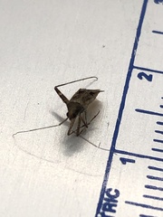 Phytocoris tiliae