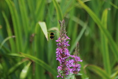 Bombus ruderatus