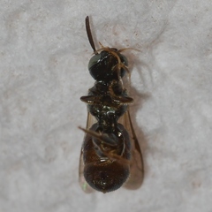 Ceratina strenua