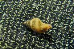 Buccinulum vittatum