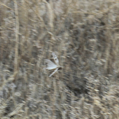 Dissosteira spurcata