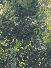 Laurus novocanariensis